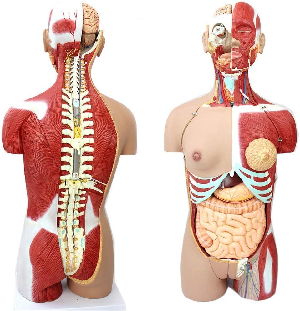85cm Human Torso Anatomy Model - Detachable 29 Parts with Internal Organs, Skeleton & Muscle System for Medical Teaching & Learning