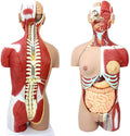 85cm Human Torso Anatomy Model - Detachable 29 Parts with Internal Organs, Skeleton & Muscle System for Medical Teaching & Learning