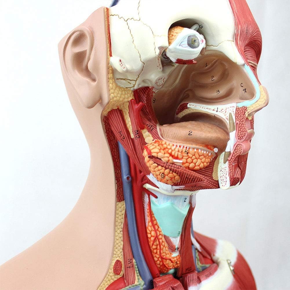 85cm Human Torso Anatomy Model - Detachable 29 Parts with Internal Organs, Skeleton & Muscle System for Medical Teaching & Learning