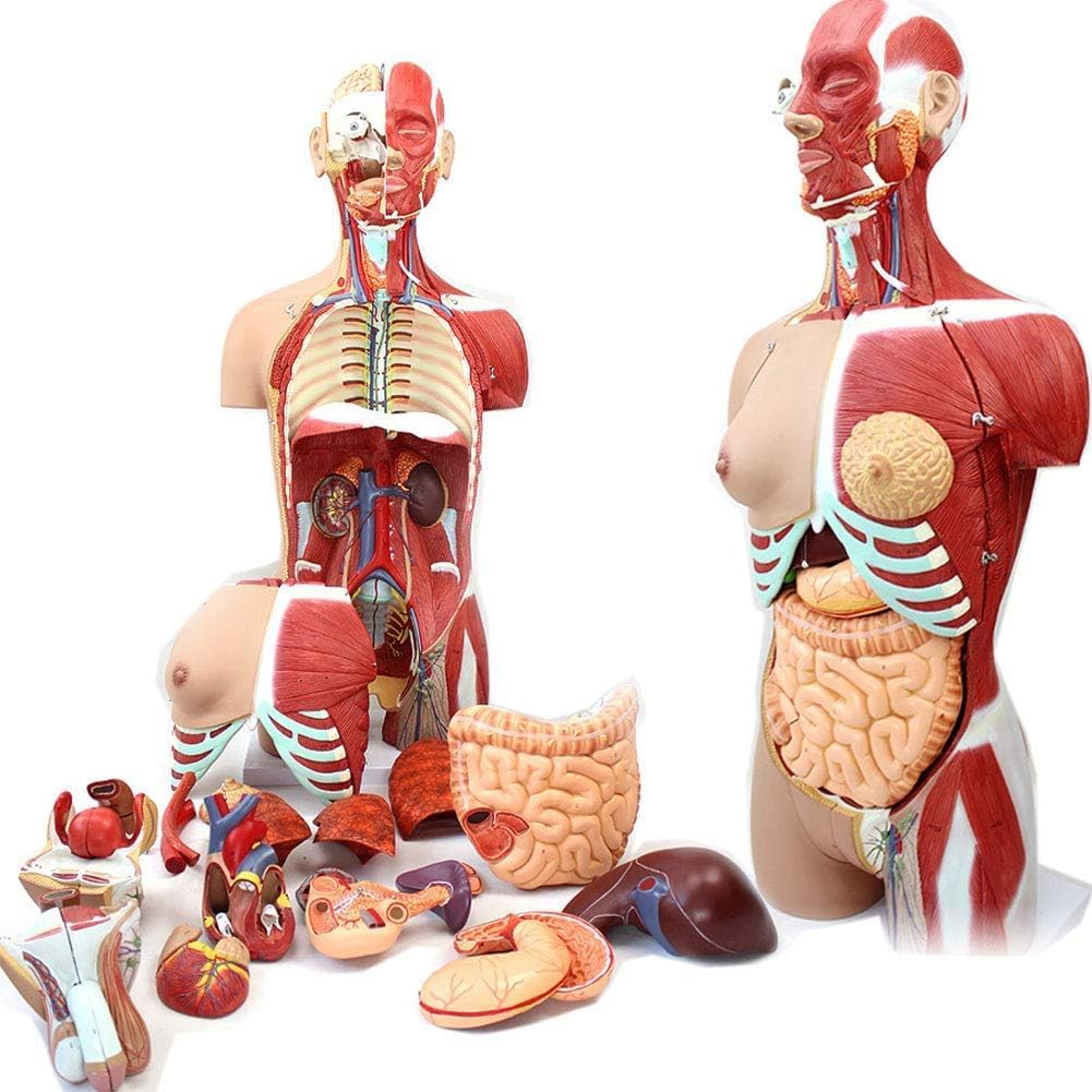 85cm Human Torso Anatomy Model - Detachable 29 Parts with Internal Organs, Skeleton & Muscle System for Medical Teaching & Learning