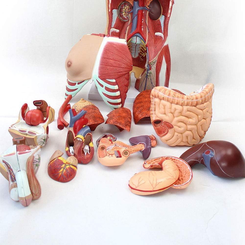 85cm Human Torso Anatomy Model - Detachable 29 Parts with Internal Organs, Skeleton & Muscle System for Medical Teaching & Learning