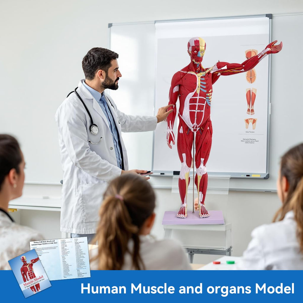 DSFGFRR Human Anatomy Muscle Model, 27-Part 1/2 Life Size 33” Human Muscle and Organ Model with Removable Organ, Anatomical Model of the Cricopharyngeal Muscle for Medical Physiology Study Teaching