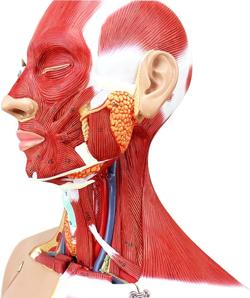85cm Human Torso Anatomy Model - Detachable 29 Parts with Internal Organs, Skeleton & Muscle System for Medical Teaching & Learning