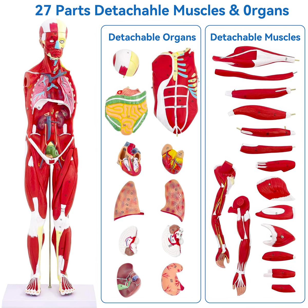 DSFGFRR Human Anatomy Muscle Model, 27-Part 1/2 Life Size 33” Human Muscle and Organ Model with Removable Organ, Anatomical Model of the Cricopharyngeal Muscle for Medical Physiology Study Teaching