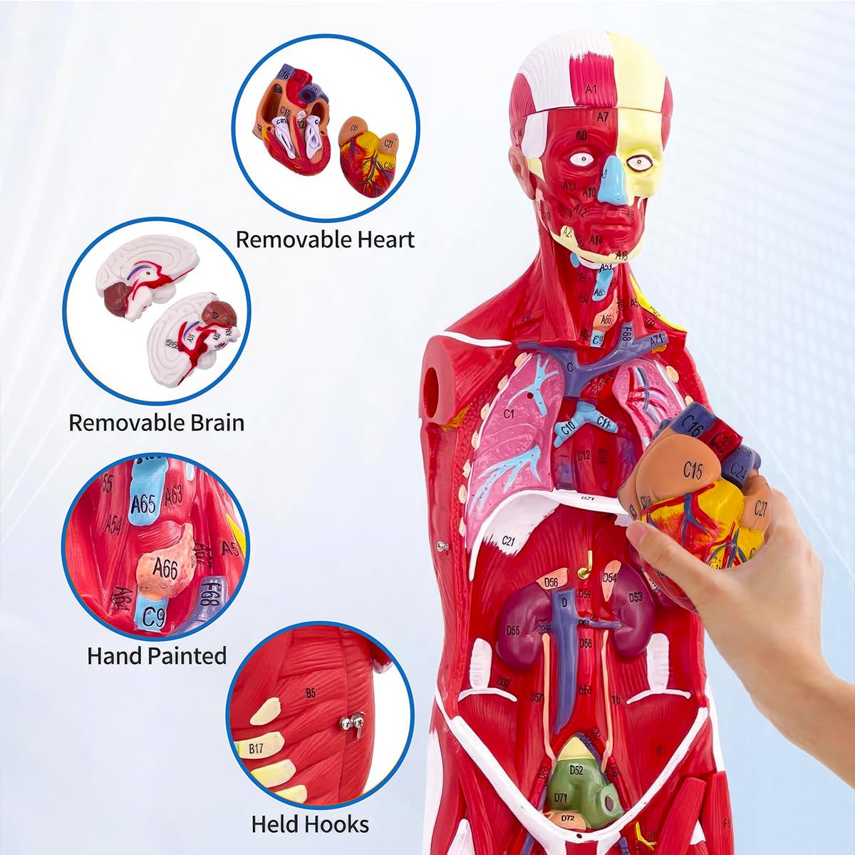 DSFGFRR Human Anatomy Muscle Model, 27-Part 1/2 Life Size 33” Human Muscle and Organ Model with Removable Organ, Anatomical Model of the Cricopharyngeal Muscle for Medical Physiology Study Teaching