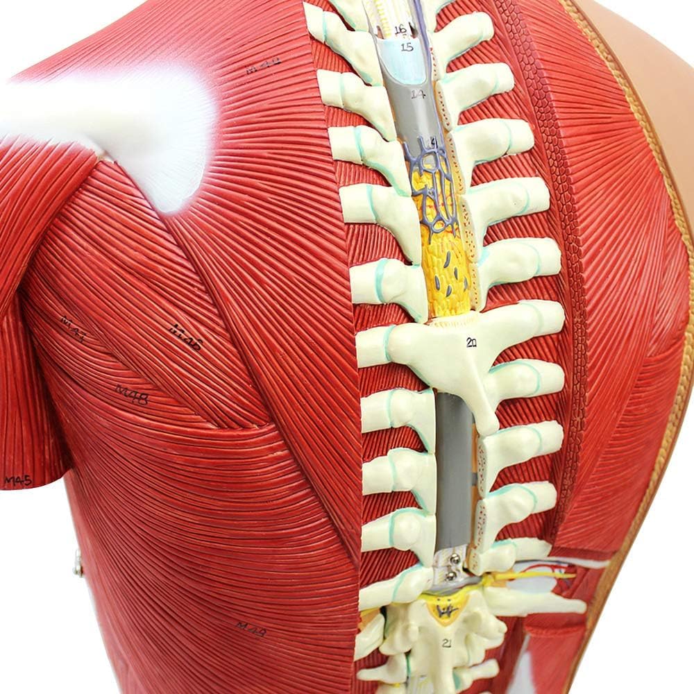 85cm Human Torso Anatomy Model - Detachable 29 Parts with Internal Organs, Skeleton & Muscle System for Medical Teaching & Learning