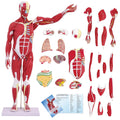 DSFGFRR Human Anatomy Muscle Model, 27-Part 1/2 Life Size 33” Human Muscle and Organ Model with Removable Organ, Anatomical Model of the Cricopharyngeal Muscle for Medical Physiology Study Teaching