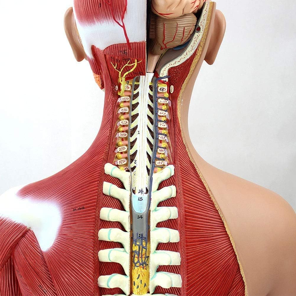 85cm Human Torso Anatomy Model - Detachable 29 Parts with Internal Organs, Skeleton & Muscle System for Medical Teaching & Learning