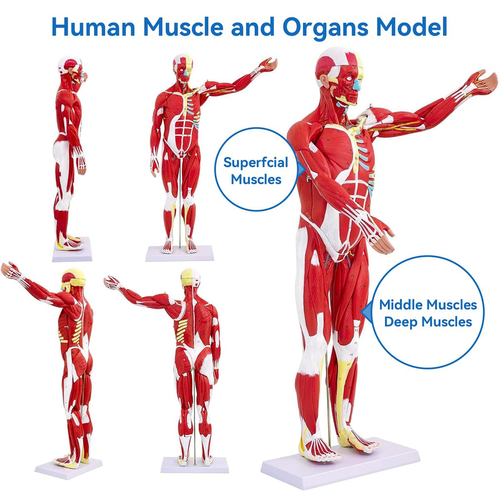 DSFGFRR Human Anatomy Muscle Model, 27-Part 1/2 Life Size 33” Human Muscle and Organ Model with Removable Organ, Anatomical Model of the Cricopharyngeal Muscle for Medical Physiology Study Teaching
