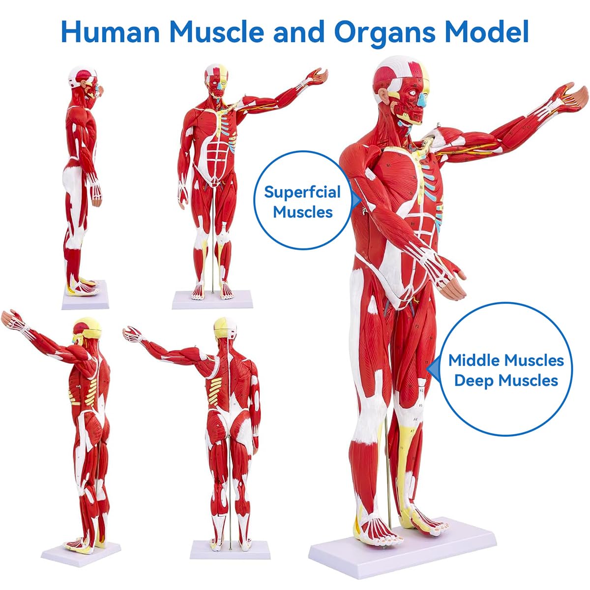 DSFGFRR Human Anatomy Muscle Model, 27-Part 1/2 Life Size 33” Human Muscle and Organ Model with Removable Organ, Anatomical Model of the Cricopharyngeal Muscle for Medical Physiology Study Teaching