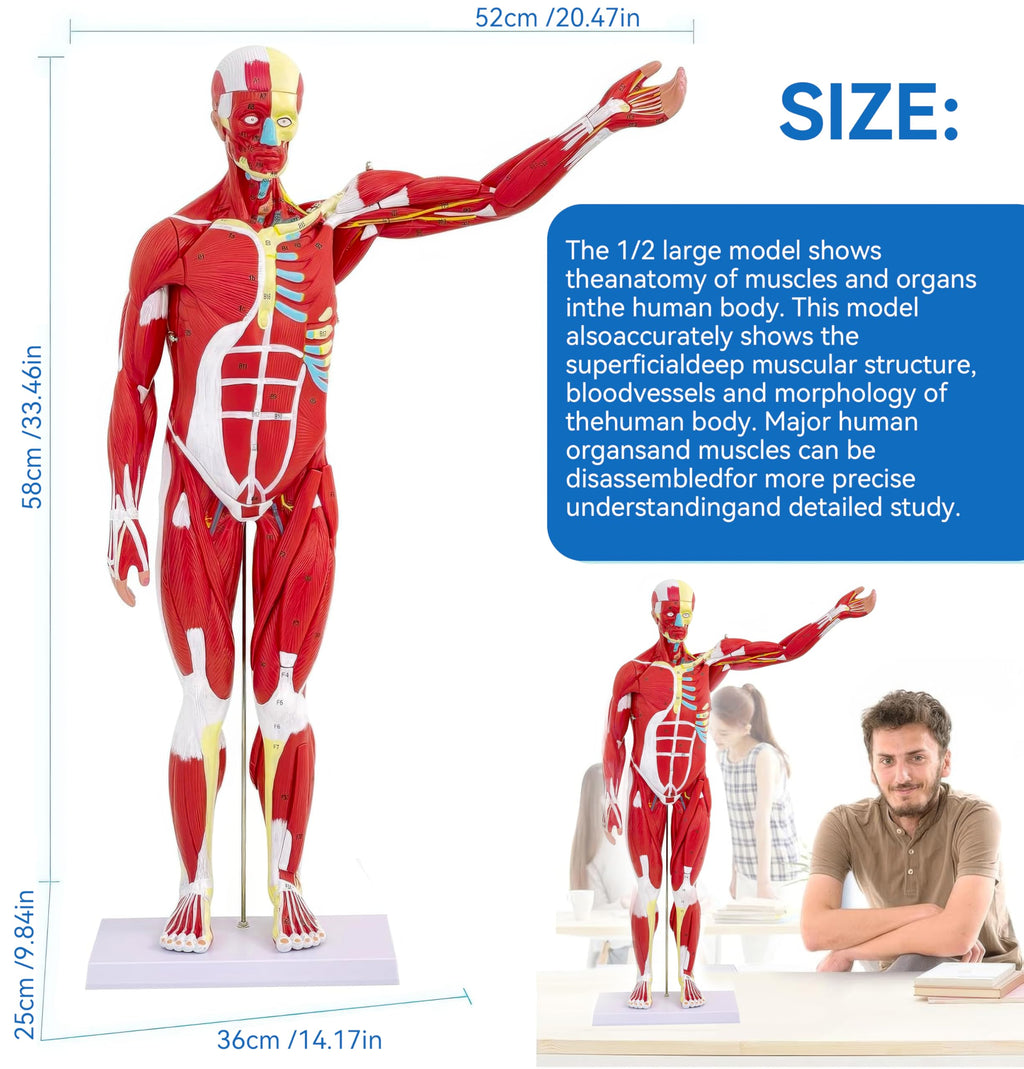 DSFGFRR Human Anatomy Muscle Model, 27-Part 1/2 Life Size 33” Human Muscle and Organ Model with Removable Organ, Anatomical Model of the Cricopharyngeal Muscle for Medical Physiology Study Teaching