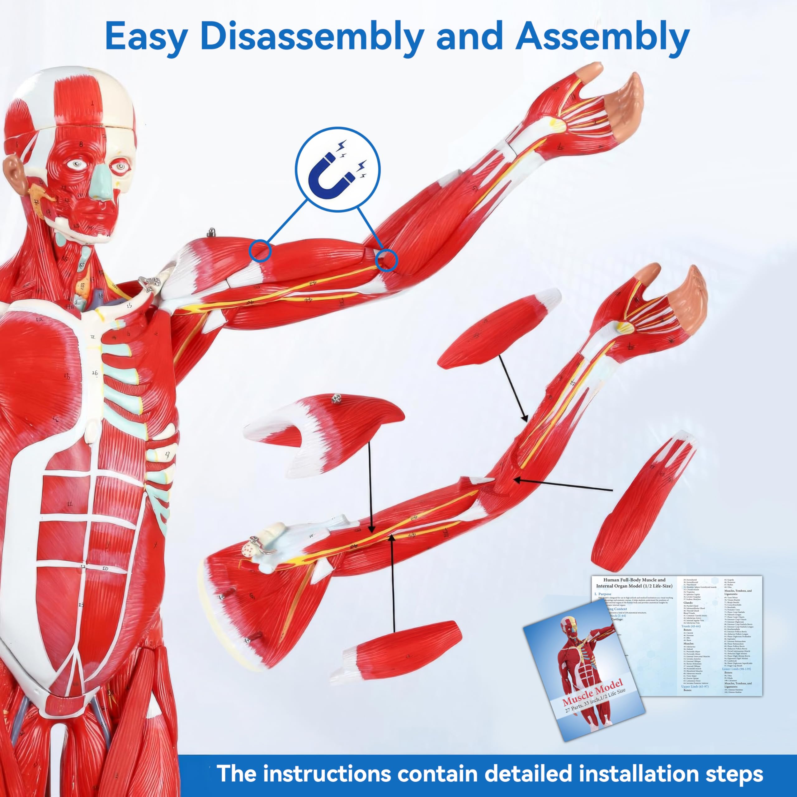 DSFGFRR Human Anatomy Muscle Model, 27-Part 1/2 Life Size 33” Human Muscle and Organ Model with Removable Organ, Anatomical Model of the Cricopharyngeal Muscle for Medical Physiology Study Teaching